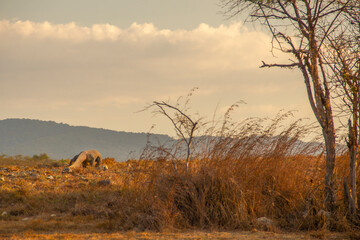 Obraz premium Komodo Dragon at Rinca Island Flores Indonesia