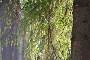 Obraz premium Spruce green needles sparkle in the spring sun. Environmental concept.