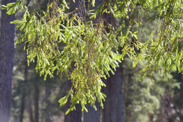 Spruce green needles sparkle in the spring sun. Environmental concept.