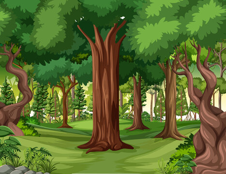 Jungle scene with liana and many trees