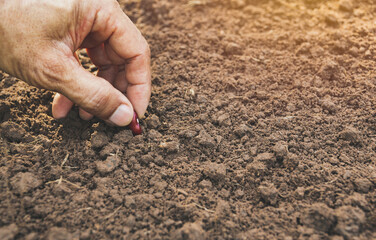 Hand holds the seeds to the ground for agriculture in the soil.