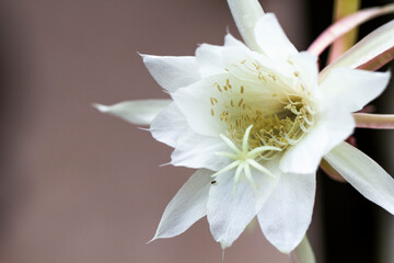 Close up of a White Flower