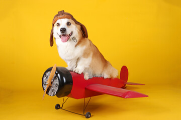 Welsh corgi Pembroke pilot dog in plane in yellow background