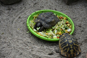 turtle,reptile, animal,