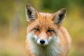 Beautiful portrait of red fox, vulpes vulpes, having eye contact with camera with autumn colours....