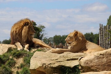 Naklejka premium Couple de lions