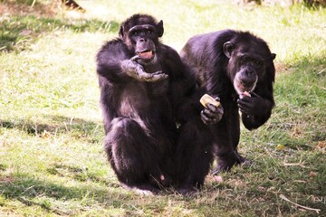 Chimpanzés