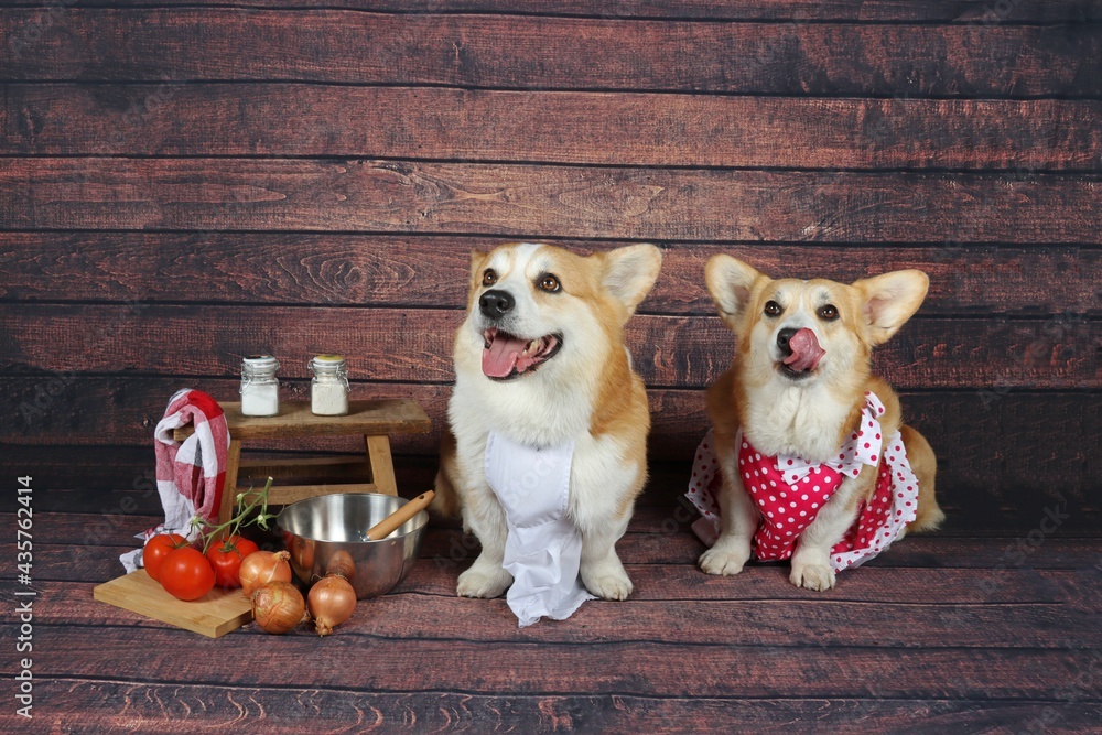 Wall mural welsh corgi pembroke chef cooking in wooden background