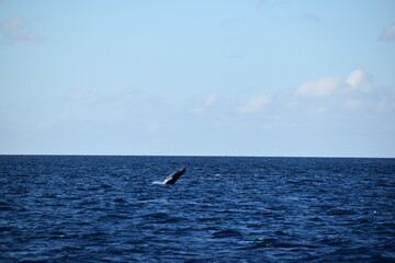 Fototapeta na wymiar humpback breaching in ocean