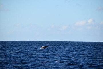 Fototapeta premium humpback breaching in ocean