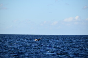 humpback breaching in ocean