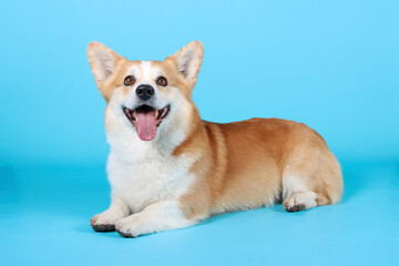 Welsh corgi Pembroke in blue background