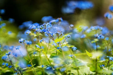 Summer flower or blossom