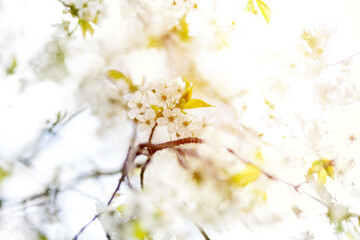 Summer flower or blossom