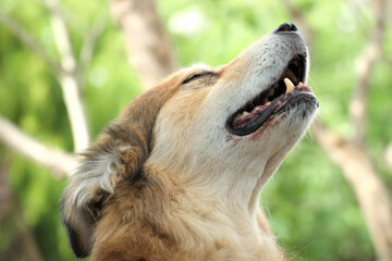 Portrait of a mixed breed dog from Romania, taken from the animal welfare
