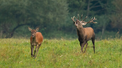 Naklejka na ściany i meble Two red deer, cervus elaphus, approaching on field in autumn nature. Roaring stag following hind on meadow in rutting season. Male and female animal sprinting on grassland.