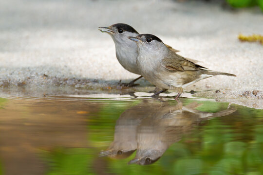 A pair of male eurasian blackcap, sylvia atricapilla, refreshing and drinking water from shore. Thirsty birds reflected in pond. Bright photo of two birds resting near water in hot weather.