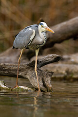Adult grey heron, ardea cinerea, with long legs hunting fish near fallen tree on river bank. Vertical composition of predatory heron fishing in the water.