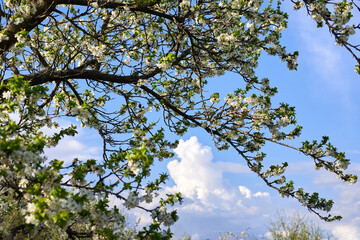 Blooming apple trees in the garden against the blue sky.