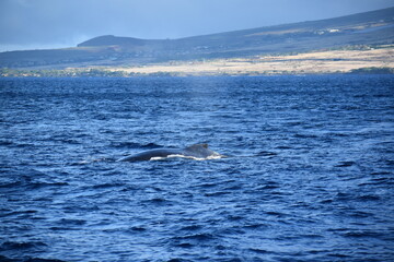 close up humpback breach