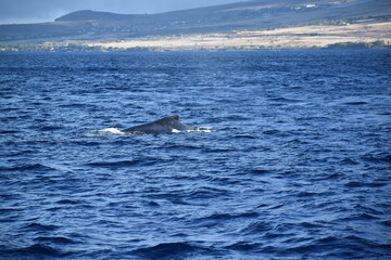Naklejka premium close up humpback breach