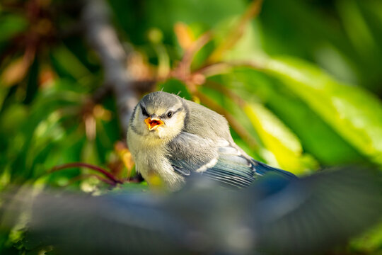 Blaumeisenk&uuml;ken