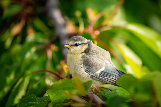 Blaumeise K&uuml;ken