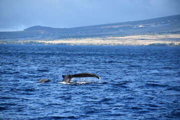 close up humpback breach