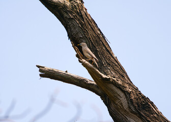 Chestnut-tailed Starling(Sturnia malabarica) standing on a tree branch.Pale-headed starling with dark-tipped wings and an orangish belly and rump.