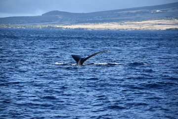 close up humpback breach