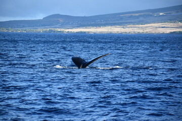 close up humpback breach