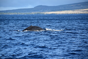 close up humpback breach