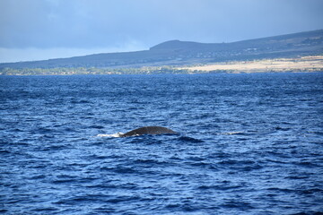 close up humpback breach