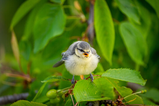 Blaumeise K&uuml;ken