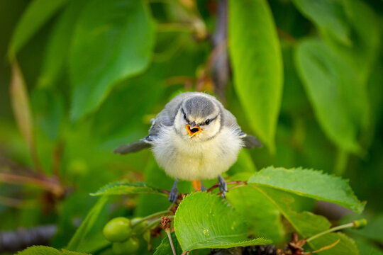 Blaumeise K&uuml;ken