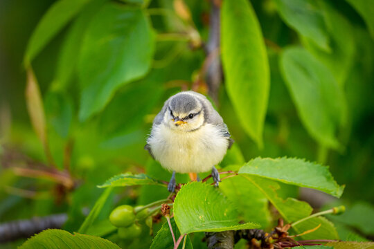 Blaumeisenk&uuml;ken