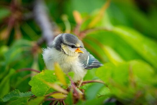 Blaumeisenk&uuml;ken