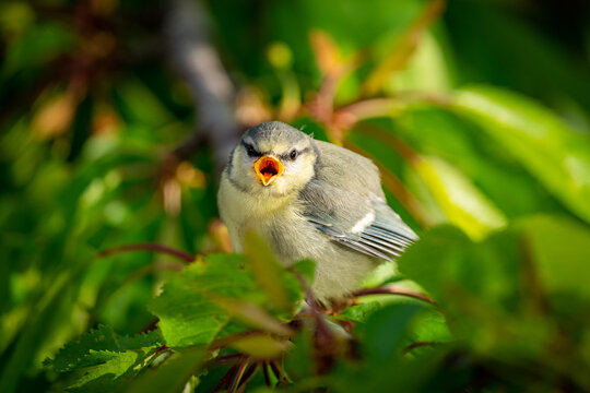 Blaumeisenk&uuml;ken
