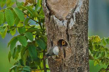 Chestnut-tailed Starling(Sturnia malabarica) feeding their baby birds.Pale-headed starling with dark-tipped wings and an orangish belly and rump.