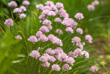 Pink bachelor's button cornflower (centaurea cyanus)