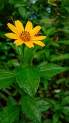 yellow flower in the garden