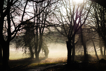 early morning winter mist with trees silhouetted with fields in the background