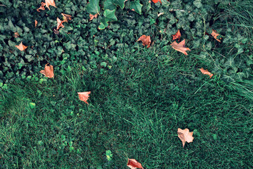 Fototapeta premium Green grass background with ivy weaves.