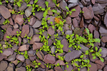 green weeds growing in grey and brown stone chippings - Powered by Adobe