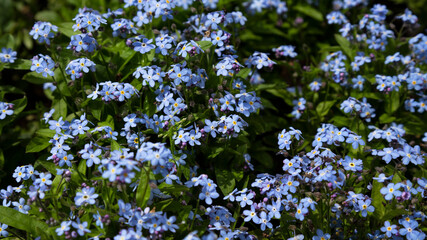 Meadow plant background: blue little flowers - forget-me-not close up and green grass
