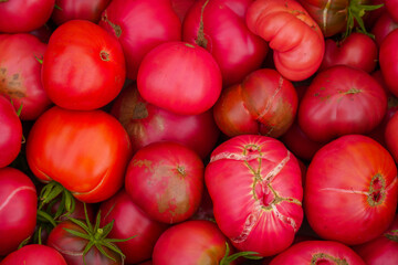 Natural ripe red tomatoes and cracked