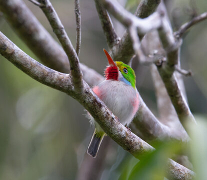 green, white, red and blue Cuban tody  sitting on a branch with  green background in Cuba