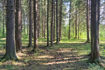 Fototapeta premium Forest landscape. Fir in the coniferous forest. Summer sunny day in the wild.