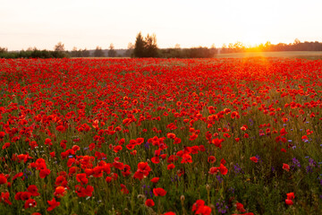 Obraz premium A field with blooming bright red poppies at sunset. Floral background, bright background