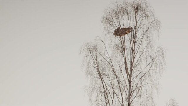 White-tailed sea eagle crash lands on a tree in Sweden, slow motion wide shot